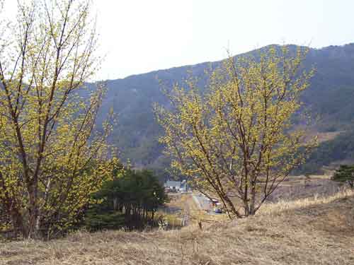 산수유 두 그루 마주보며 웃고 있는 산동마을의 봄 